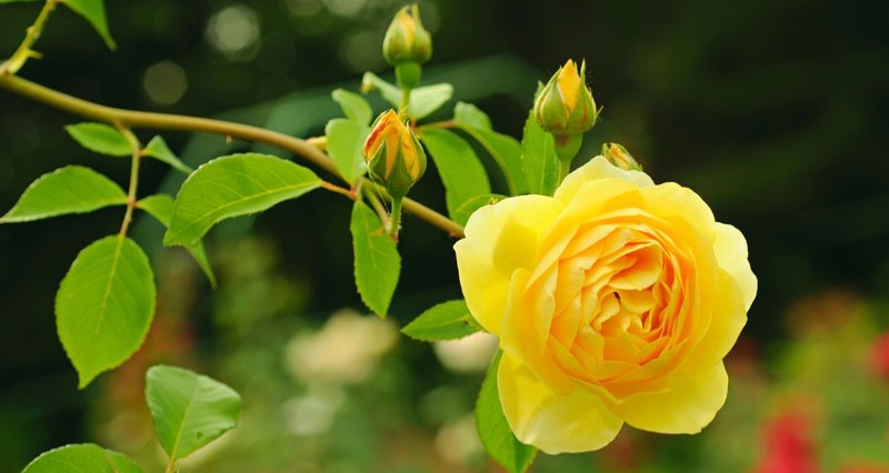 Rosenpflege durch den Gärtner